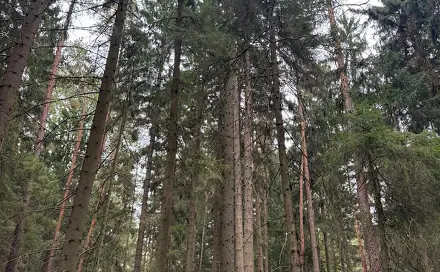 Prodej lesa 2 894 m², Strážkovice - Varnsdorf