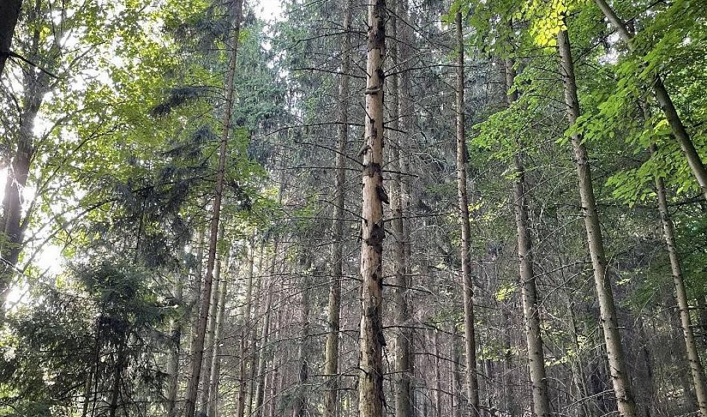 Prodej pozemku 50 152 m², Útěchov – náhled fotky 10