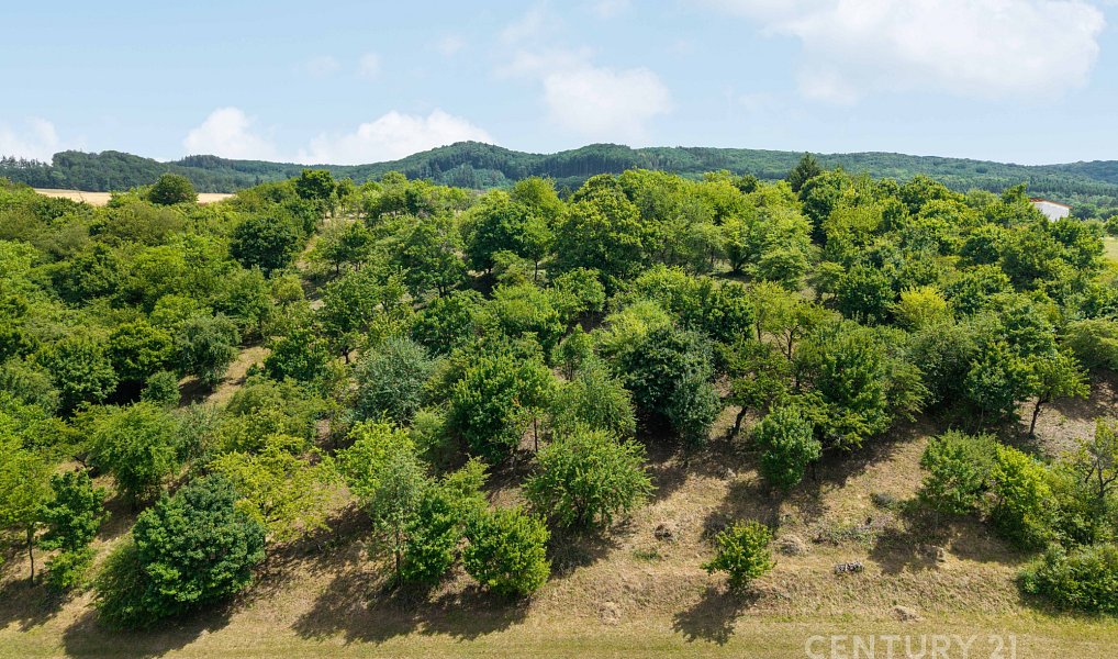 Prodej stavebního pozemku 7 076 m², Koryčany – náhled fotky 12