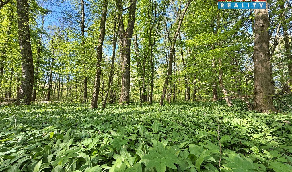 Prodej lesa 70 048 m², Přerov nad Labem – náhled fotky 7
