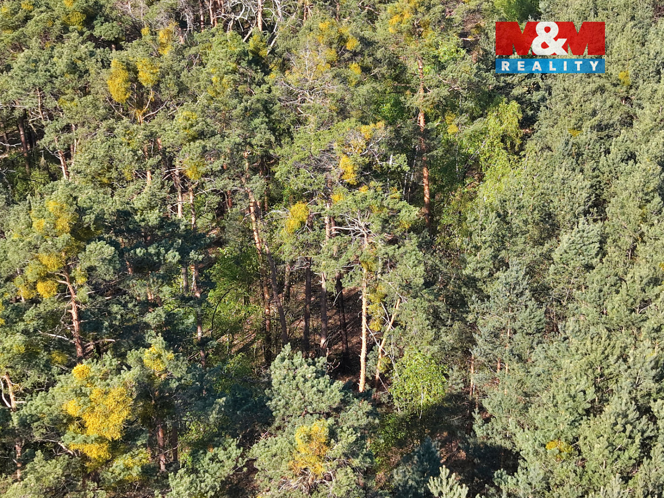 Prodej lesa 4 769 m² – fotografie 4