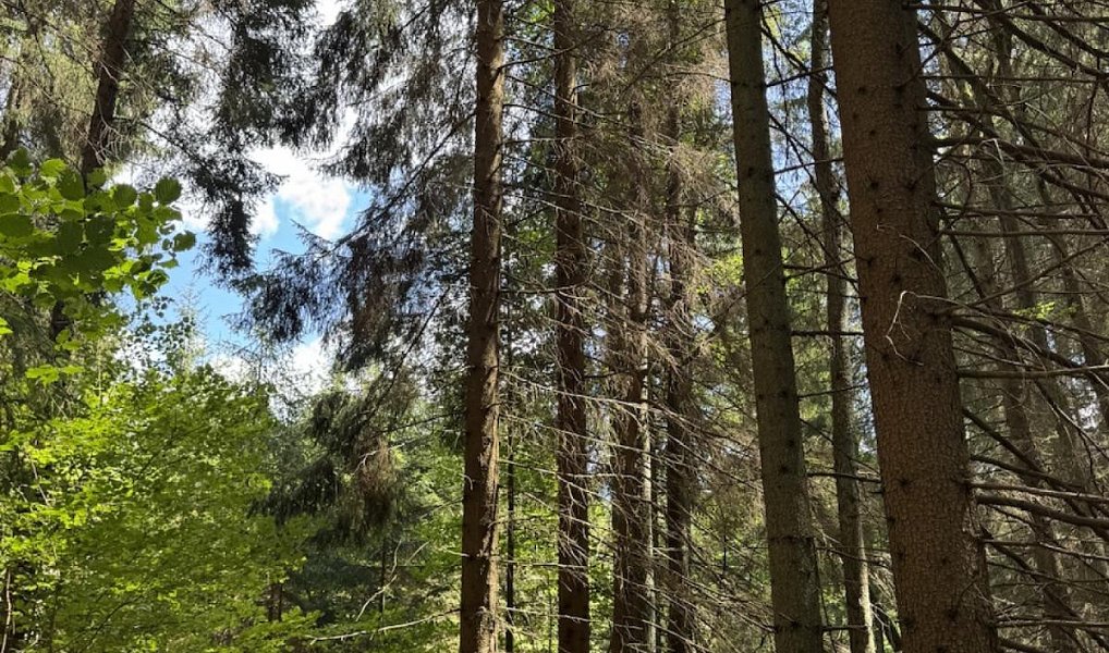 Prodej lesa 6 930 m², Drnovice – náhled fotky 2