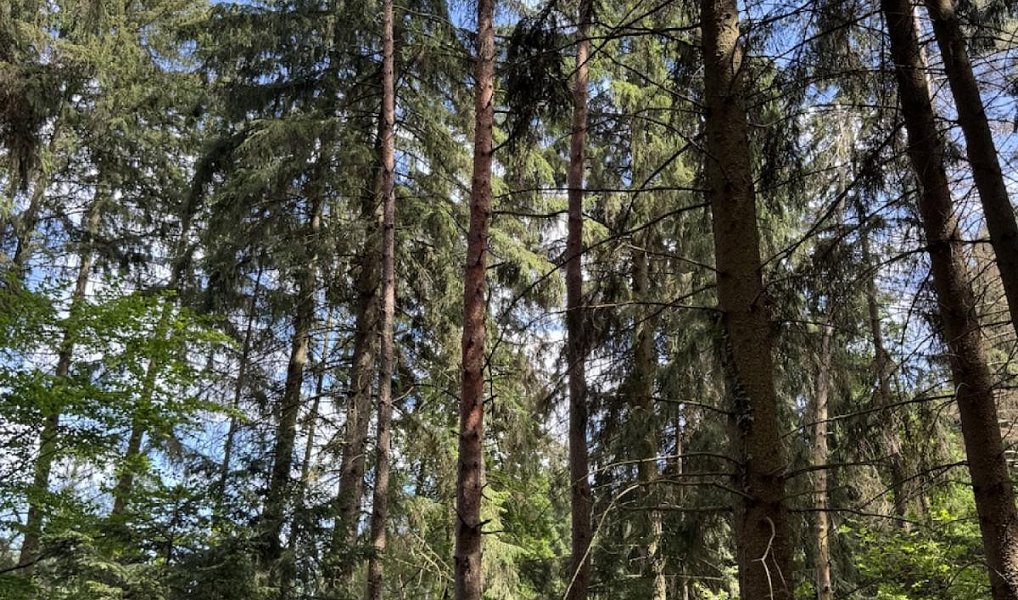 Prodej lesa 1 401 m², Nýřany – náhled fotky 5