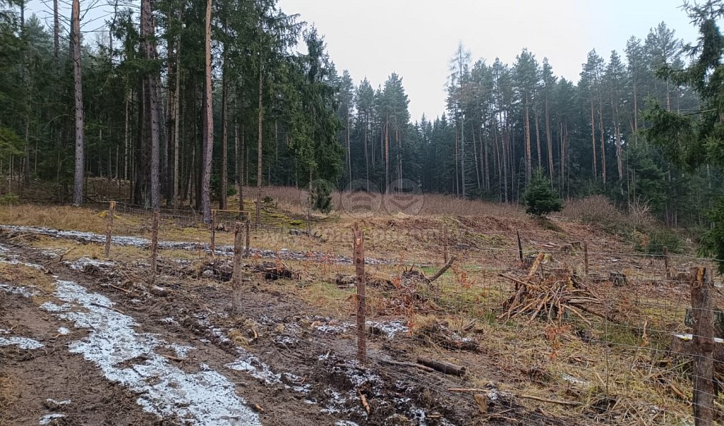 Prodej lesa 37 567 m², Vacovice – náhled fotky 5