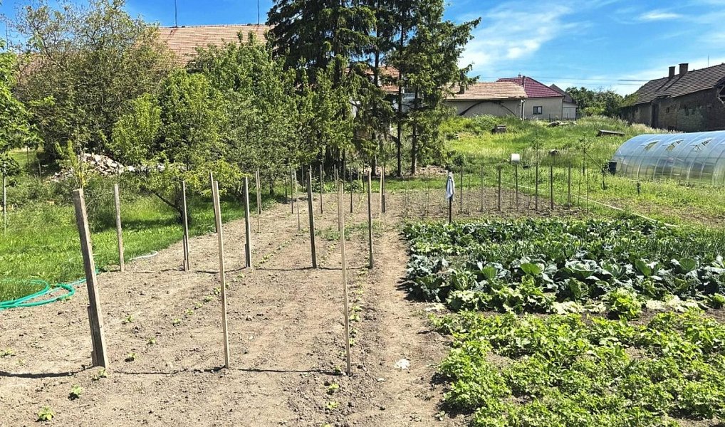 Prodej zahrady 1 306 m², Dolní Bezděkov – náhled fotky 6