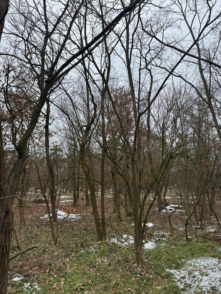 Prodej lesa 2 638 m² – fotografie 2