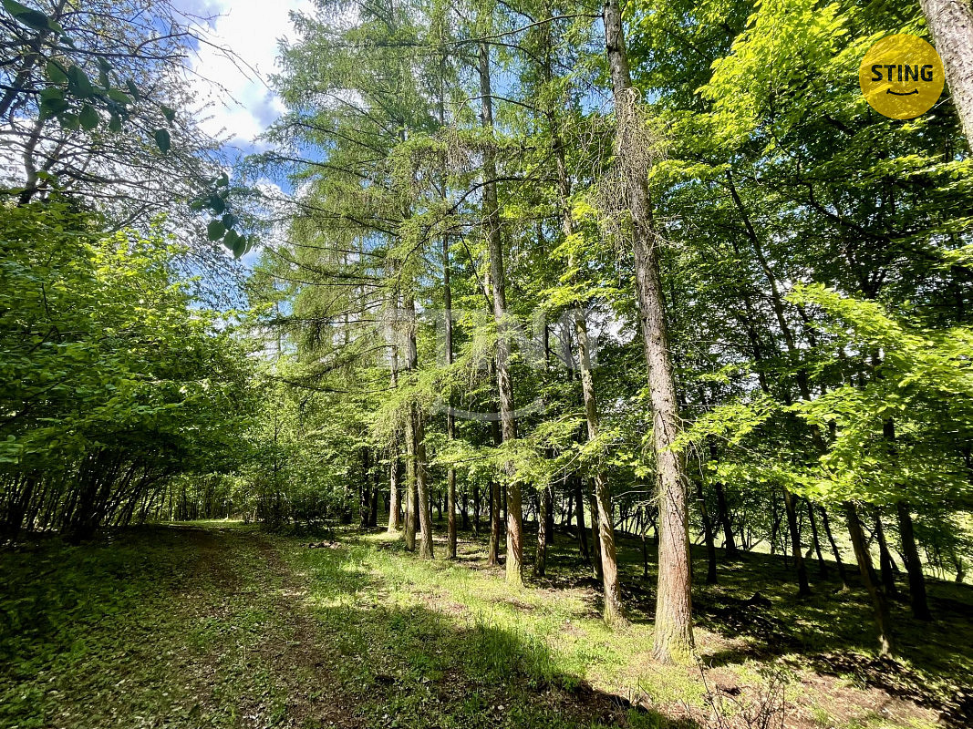 Prodej lesa 16 440 m² – pohled 2
