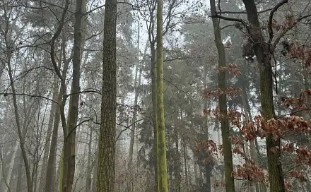 Prodej lesa 5 759 m², Hradiště - Nýřany