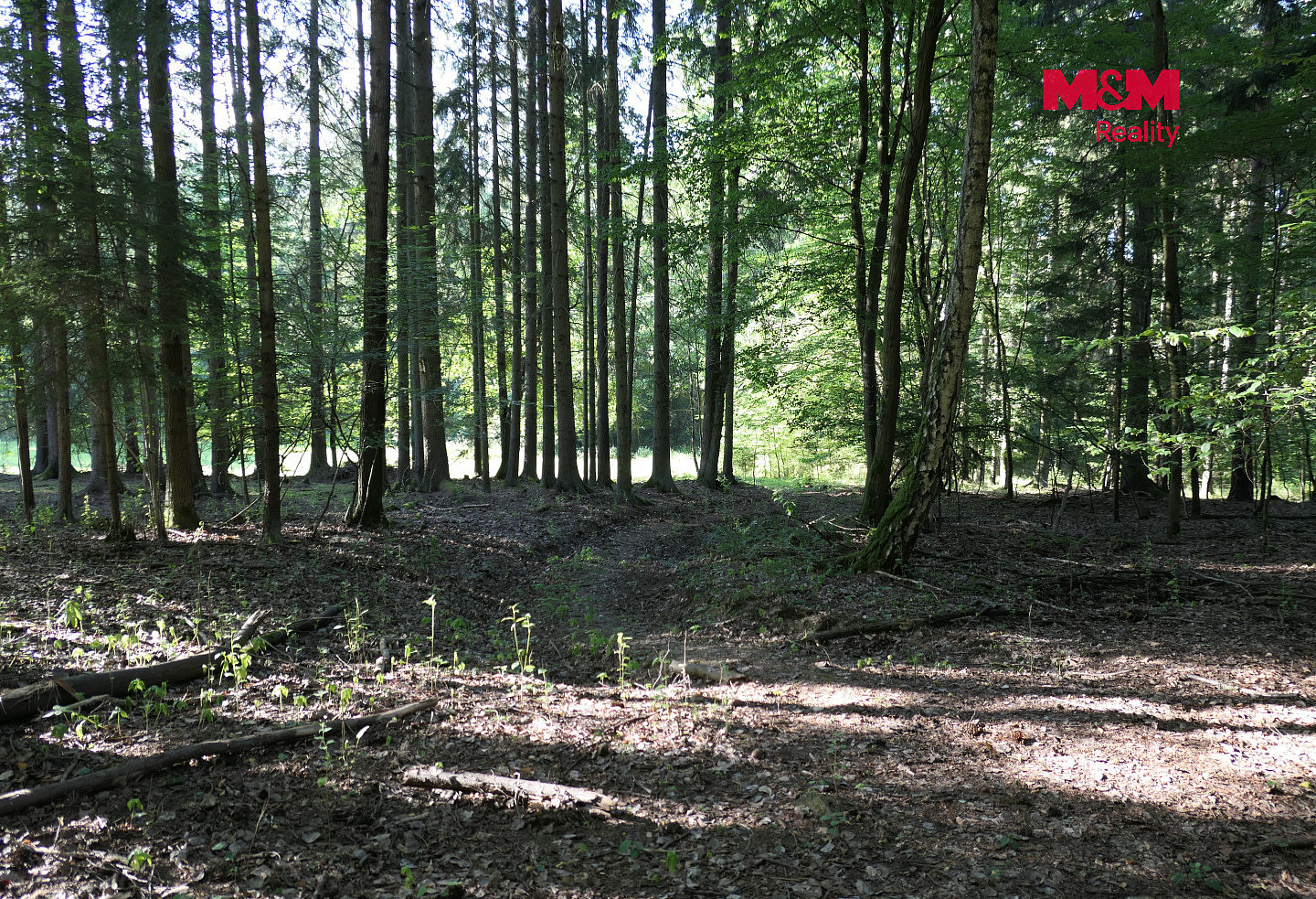 Prodej lesa 7 138 m² — photo 2