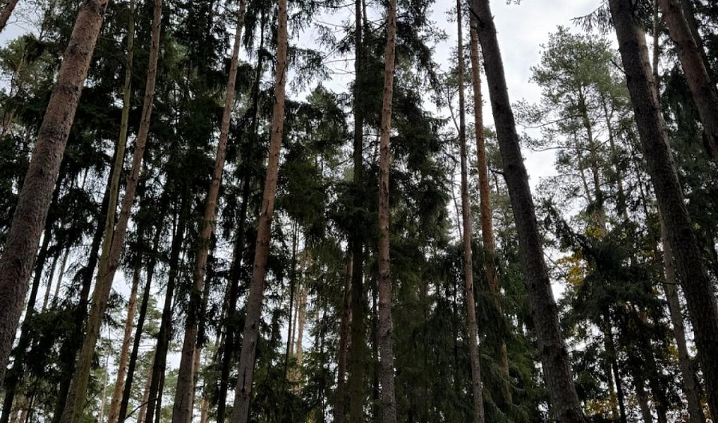 Prodej lesa 2 788 m², Chrášťany – náhled fotky 9