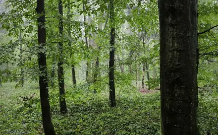 Prodej lesa 1 292 m², Pustiměř - Horní Bříza