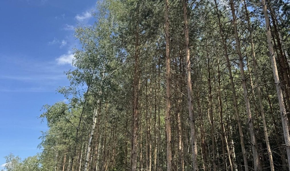 Prodej lesa 12 979 m², Druztová – náhled fotky 6