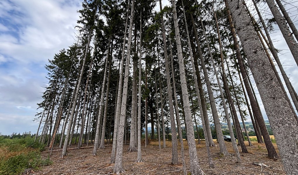 Prodej lesa, 15877 m², Rychnov nad Kněžnou, Val