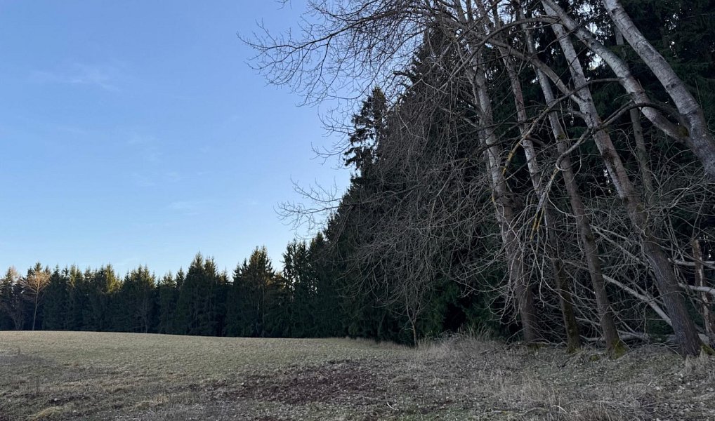 Prodej lesa 4 610 m², Stará Paka – náhled fotky 11
