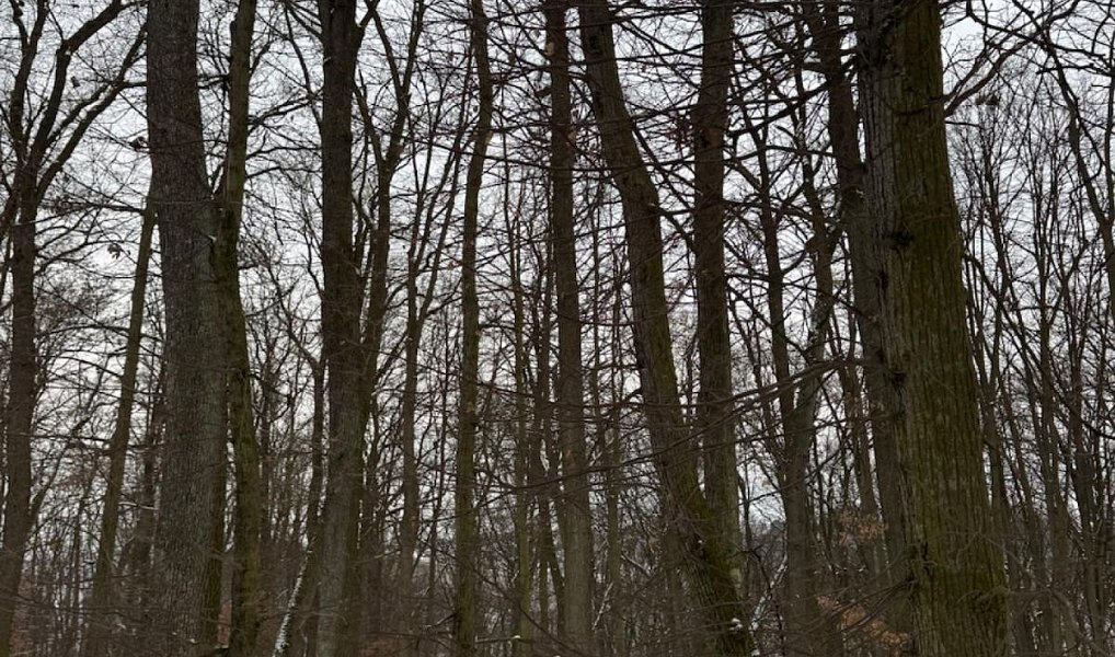 Prodej lesa 1 075 m², Diváky – náhled fotky 3
