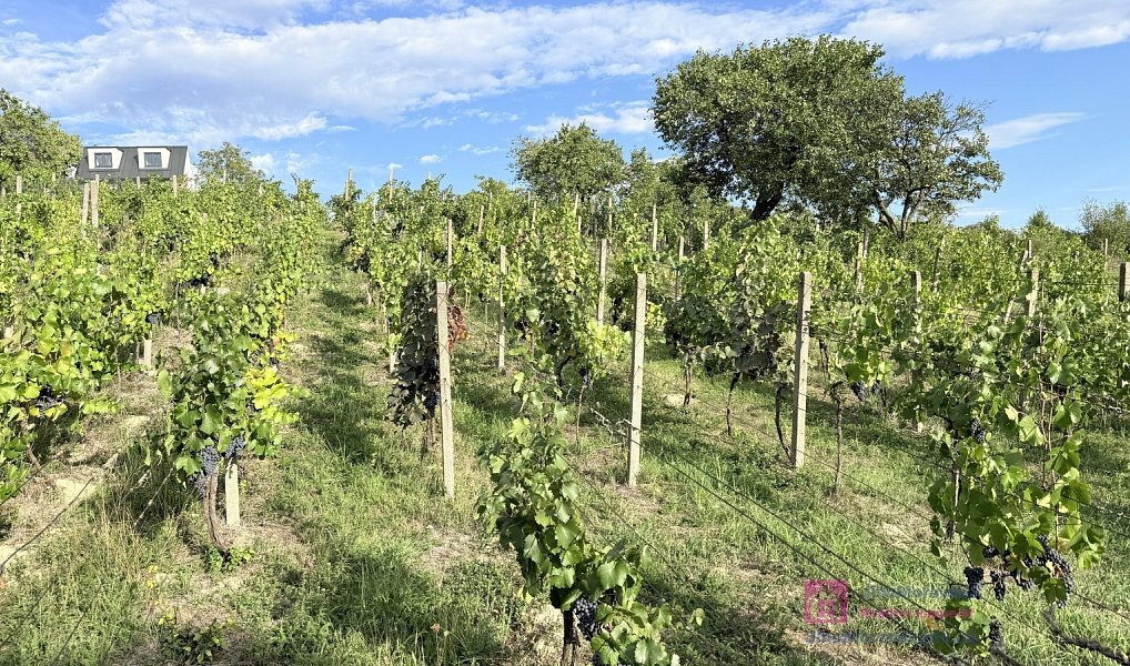 Prodej zahrady 1 256 m², Mikulov – náhled fotky 8