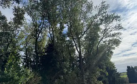 Prodej lesa 2 049 m², Vidochov - Varnsdorf