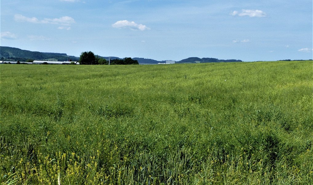 Prodej pole 7 225 m², Letovice – náhled fotky 3