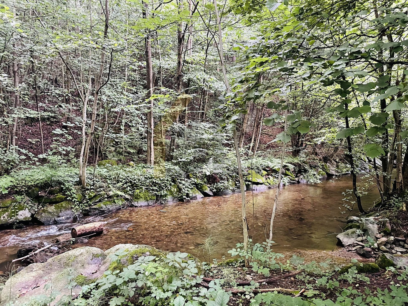 Fotka 6 z 12