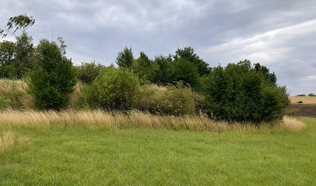 Prodej pozemku 5 606 m², Číčovice – náhled fotky 3