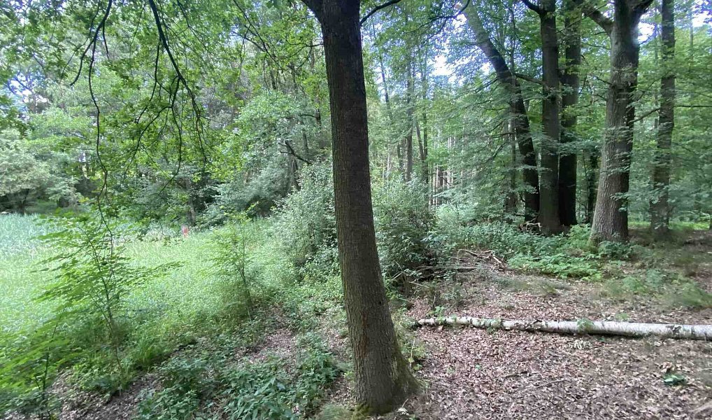 Prodej louky 4 246 m², Nové Hrady – náhled fotky 14