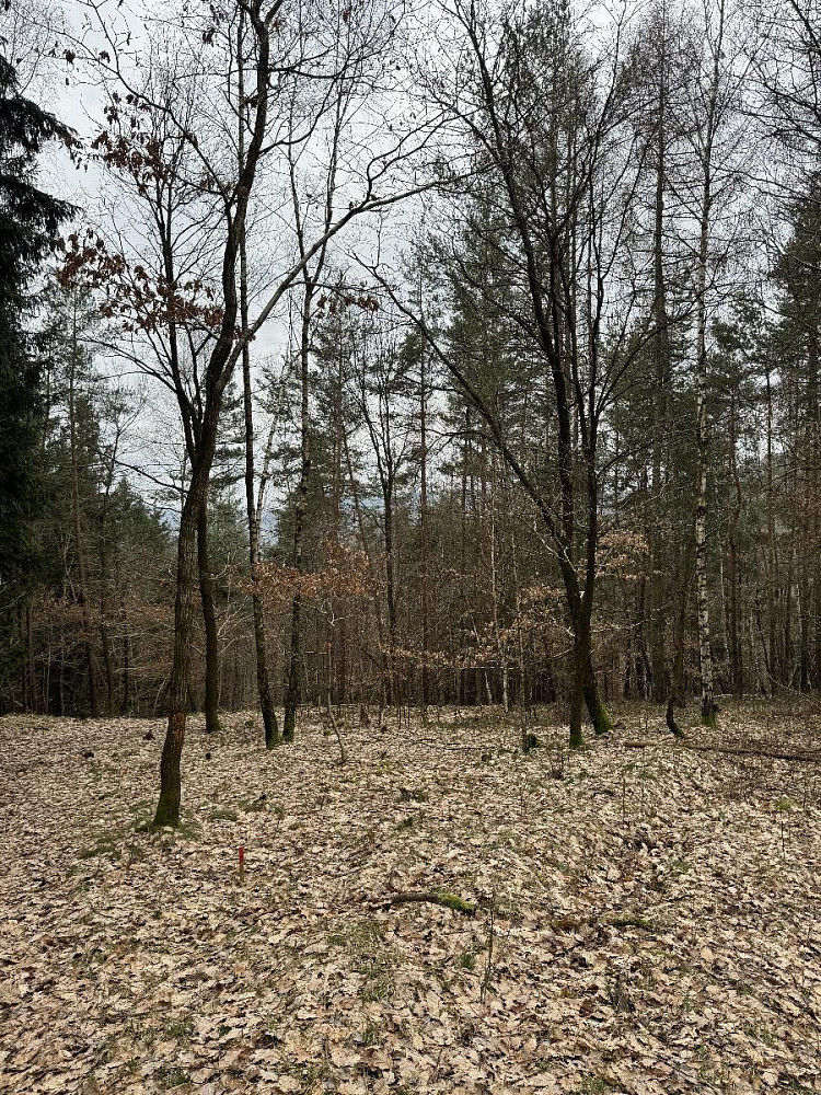 Prodej lesa 3 582 m² – fotografie 2
