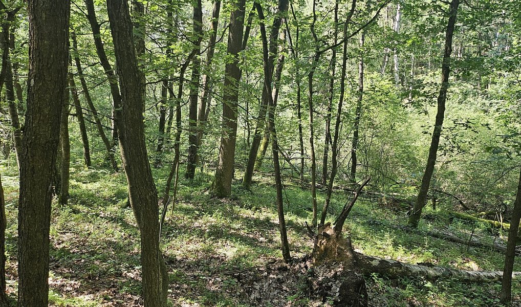Prodej louky 12 985 m², Boseň – náhled fotky 8