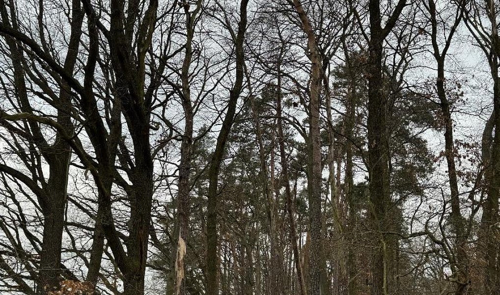 Prodej lesa 5 328 m², Nýřany – náhled fotky 5