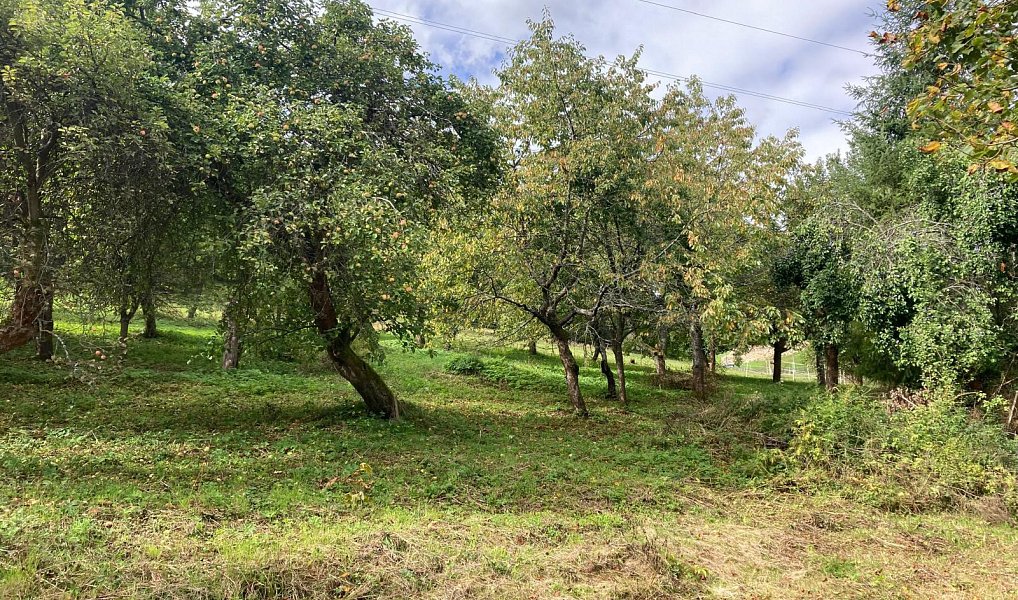 Prodej stavebního pozemku 1 132 m², Plavy – náhled fotky 2
