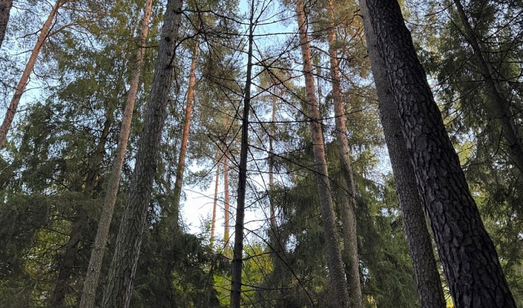 Prodej lesa 1 538 m², Velká Polom – náhled fotky 3