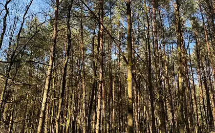 Prodej lesa 6 788 m², Třebechovice pod Orebem - Rumburk 2-Horní Jindřichov
