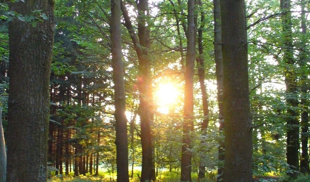 Prodej lesa 19 200 m², Ludkovice – náhled fotky 2