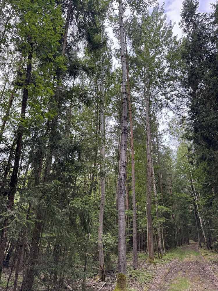 Prodej lesa 11 311 m² – fotografie 3