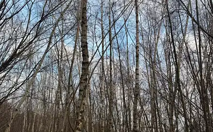 Prodej lesa 1 837 m², Kolinec - Nýřany