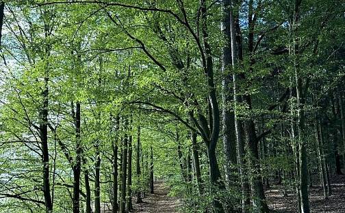 Prodej lesa 1 730 m², Zvole, okres Šumperk