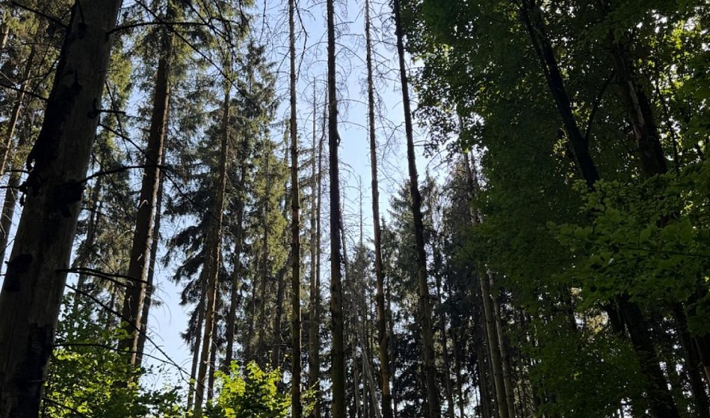 Prodej lesa 5 585 m², Liberk – náhled fotky 3