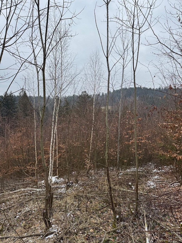 Fotka 10 z 17