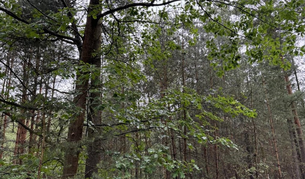 Prodej lesa 10 225 m², Dobříč – náhled fotky 5