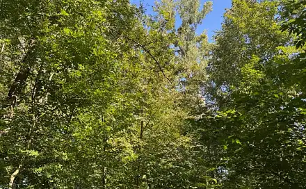 Prodej lesa 4 400 m², Šenov - Mlýny