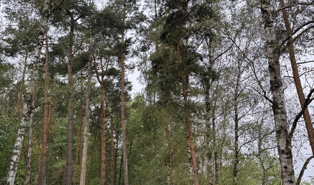 Prodej lesa 11 916 m², Kladruby – náhled fotky 5
