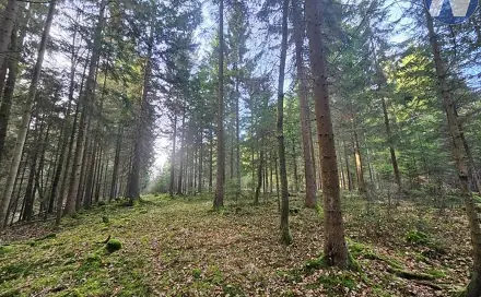 Prodej lesa 9 174 m², Borovany, okres České Budějovice