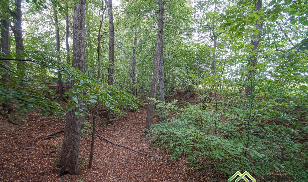 Prodej pole 16 809 m², Velké Kunětice – náhled fotky 5