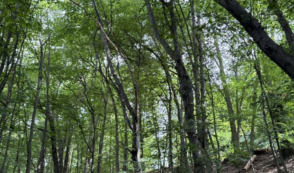 Prodej lesa 7 118 m², Nýřany – náhled fotky 9