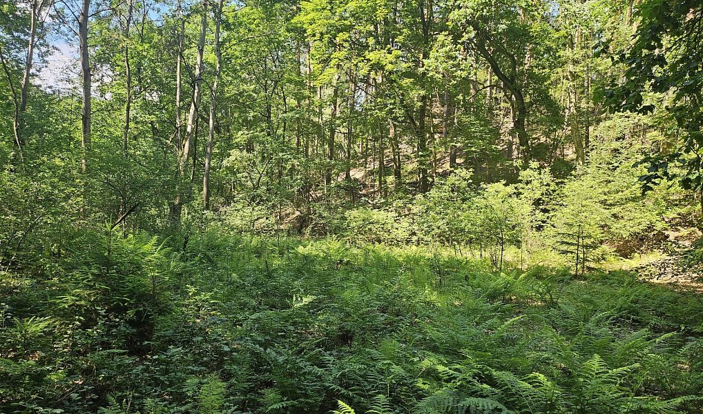 Prodej louky 16 229 m², Boseň – náhled fotky 14