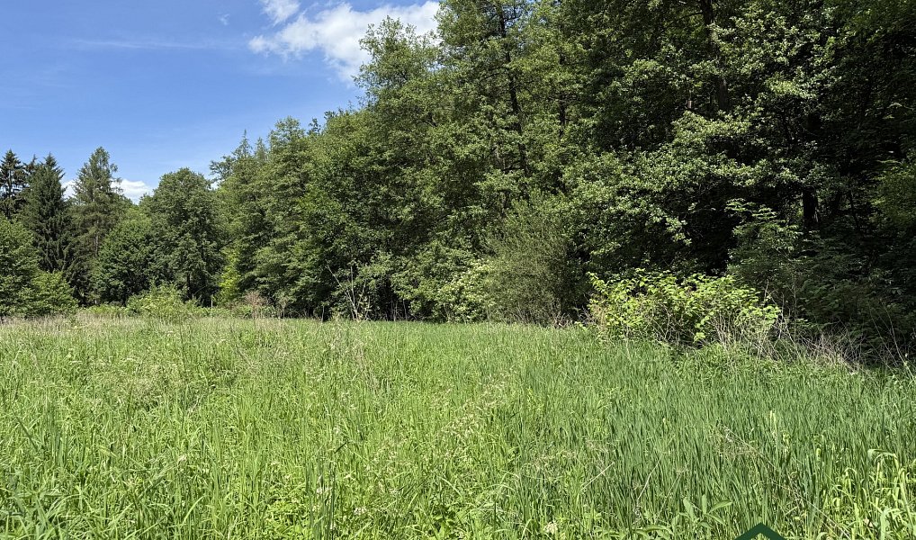Prodej louky 3 200 m², Bílovice nad Svitavou – náhled fotky 6