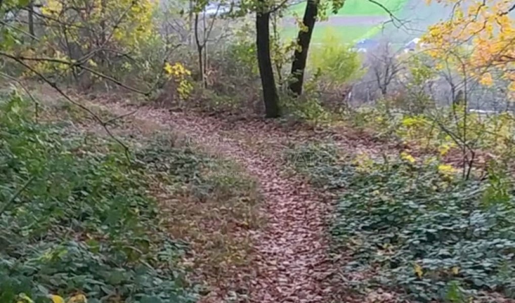 Prodej zahrady 3 492 m², Přílepy – náhled fotky 11