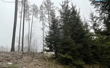 Prodej lesa 30 934 m², Ratibořské Hory - Vřesce, okres Tábor