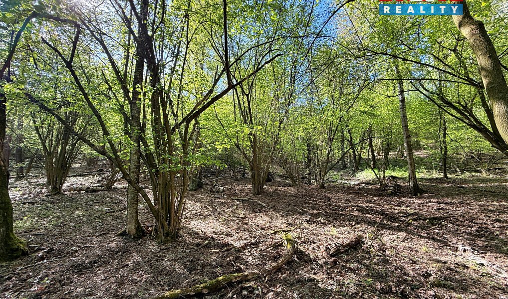 Prodej lesa 5 857 m², Kounice – náhled fotky 7