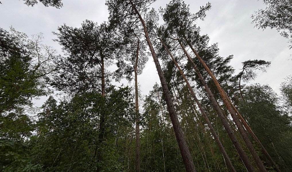 Prodej lesa 3 685 m², Kostelní Lhota – náhled fotky 5