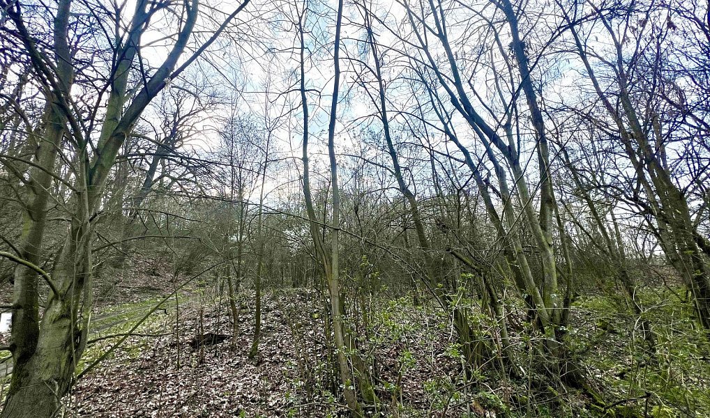 Prodej zahrady 6 042 m², Žatec – náhled fotky 7